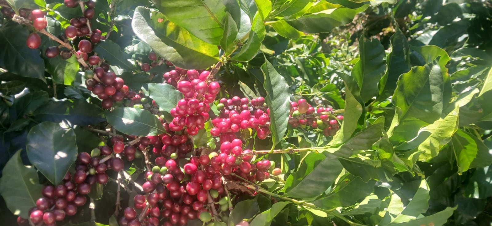 Don Daniel Aguilar y su hija Damiana de 12 años, de La Pacaya de Jericó en Desamparados, tienen hace dos años su propia marca de café llamada “Diay Café”.