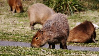 Capibaras: Estas son 10 curiosidades de los roedores más grandes del mundo