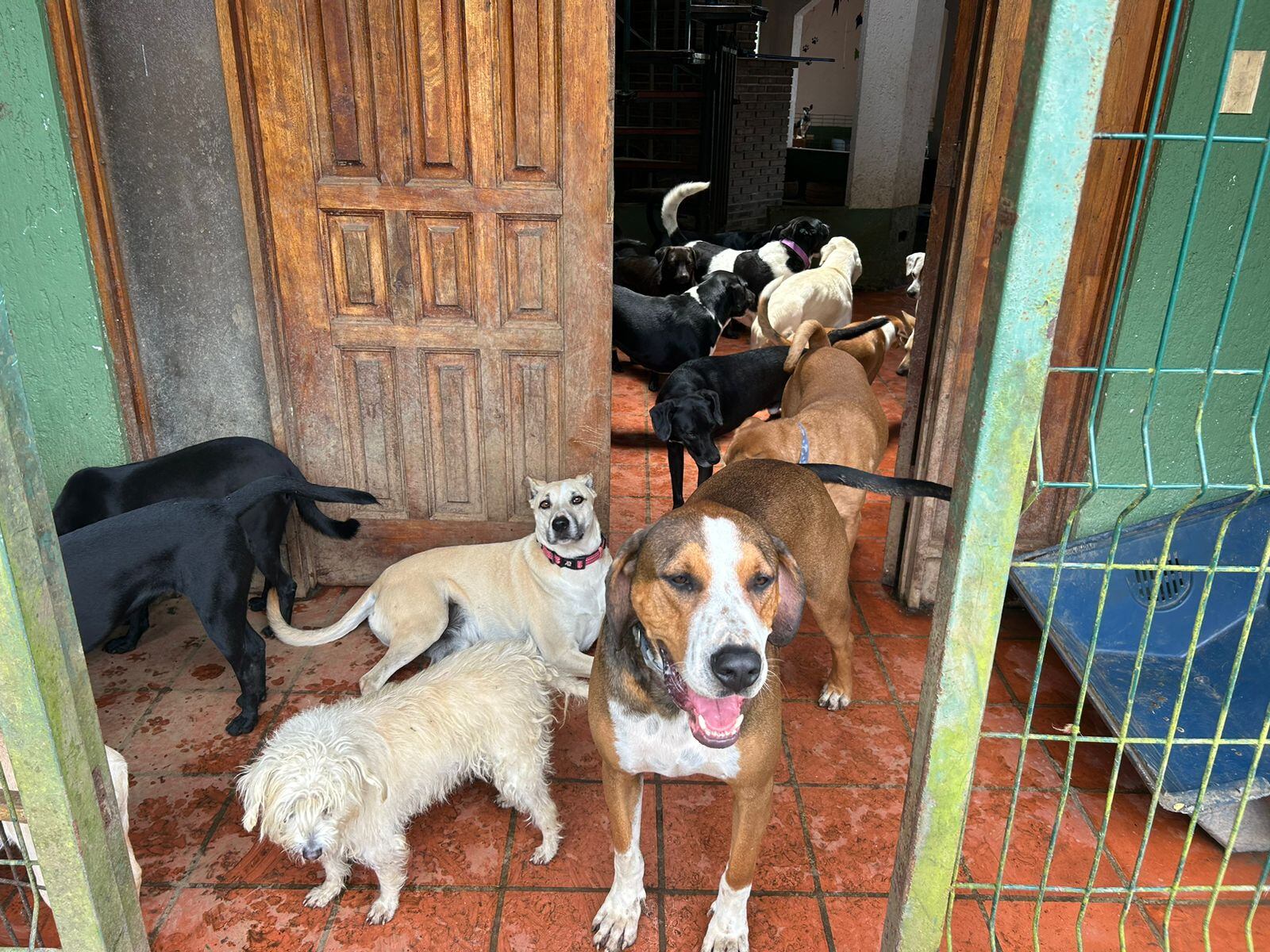 Asociación Animales de Asís CR.