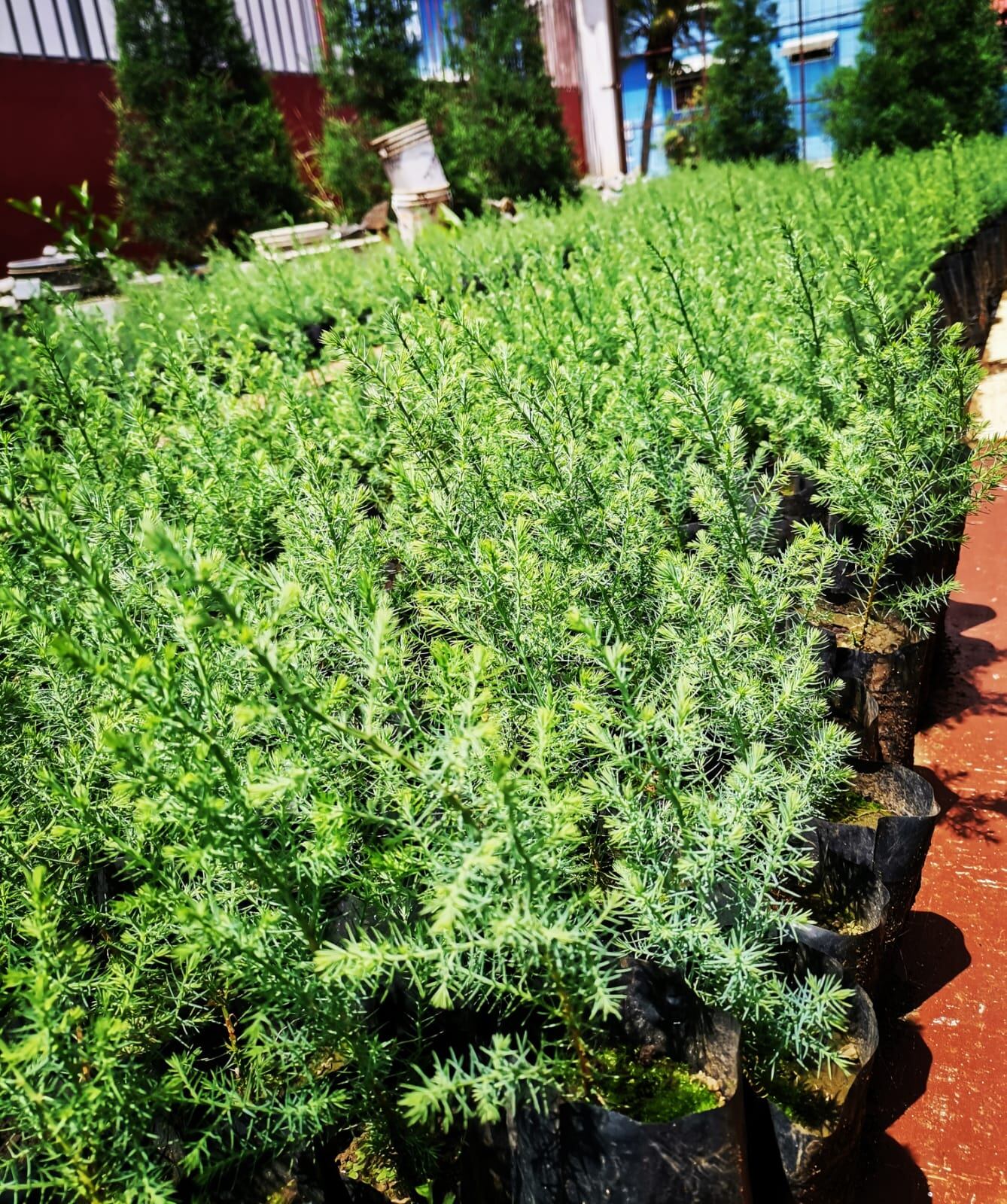 Los árboles de Navidad ya están siendo apartados por los ticos en las diferentes ventas. La tendencia 2021 es comprarlos pequeñitos para sembrarlos en macetas y adornarlos bien naturales para no tener que botarlos pasadas las fiestas