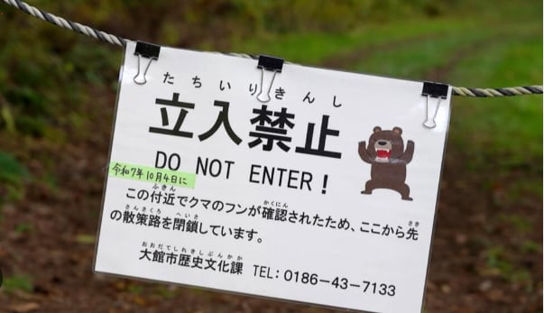Ataques de osos en Japón