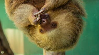 Popular programa gringo transmitirá este domingo episodio grabado en nuestro país