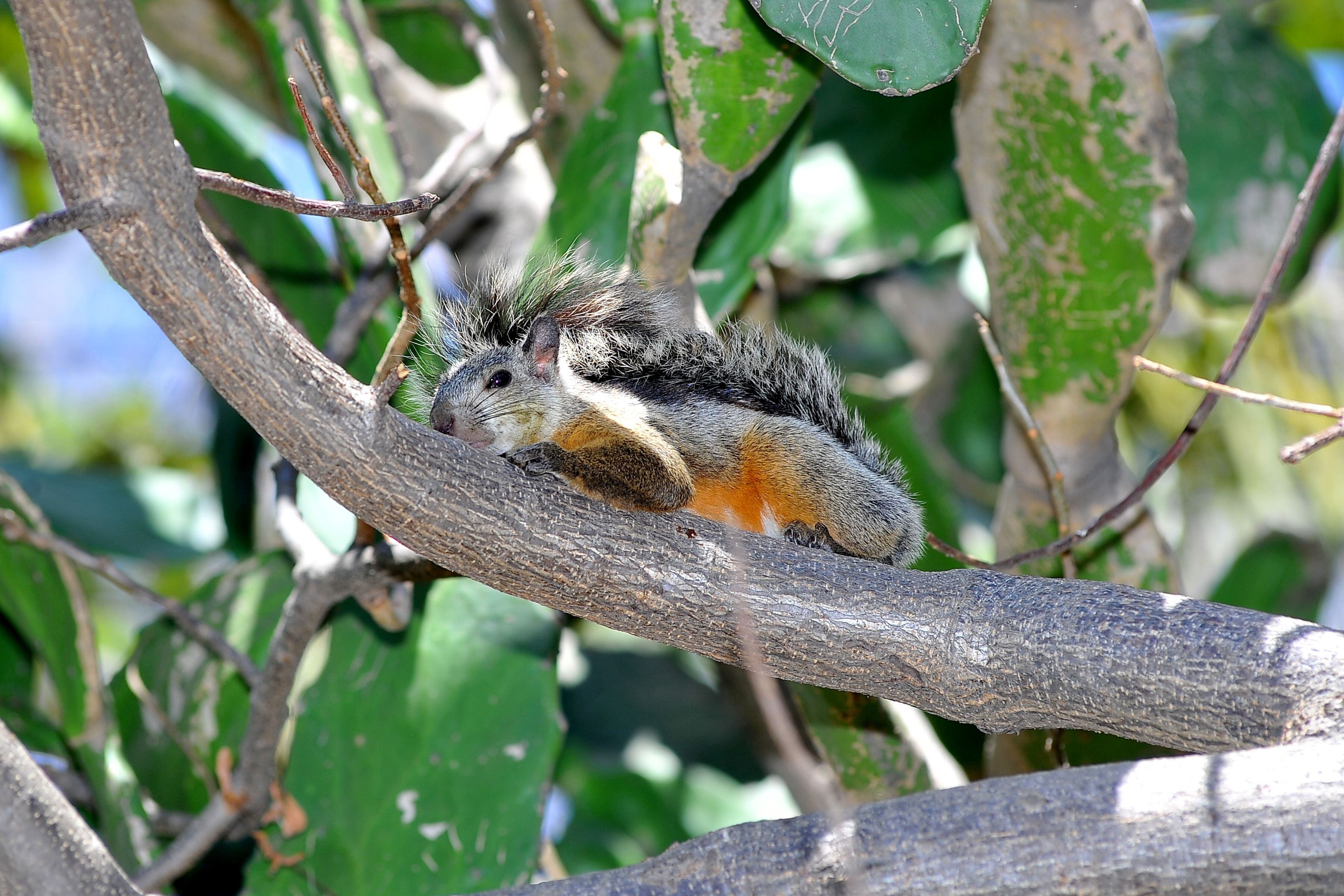 Aprovechando la celebración del Día Nacional del Árbol, que fue este 15 de junio, el Instituto Costarricense del Deporte y la Recreación (Icoder) y el Scotiabank, confirmaron que después de 13 años finaliza el proyecto de arborización “Una Nueva Sabana” en Parque Metropolitano La Sabana.