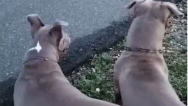 Joven que soltó a dos american stafford para que atacaran a perrito podría meterse en una bronca