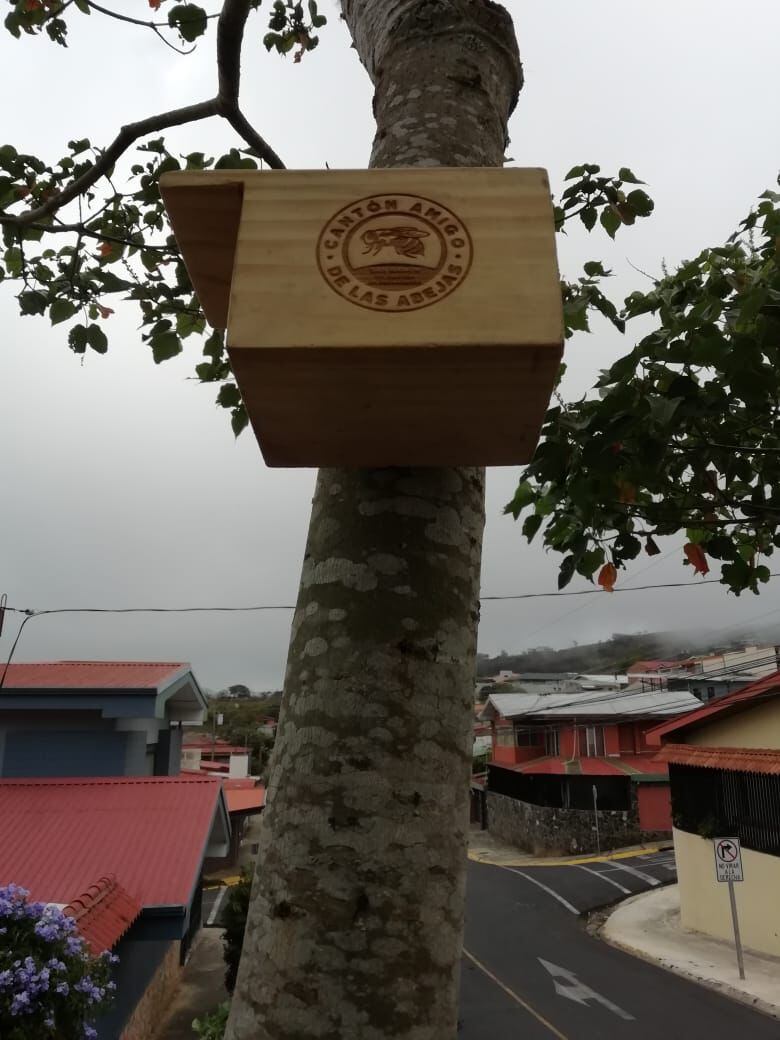 En Costa Rica existen entre 600 y 700 especies de abejas y un poquito más del 90% de estas especies son de abejas independientes (solitarias), es por eso que, buscando proteger a esa gran mayoría que no tiene colmena, nació el programa Cantones Amigos de las Abejas