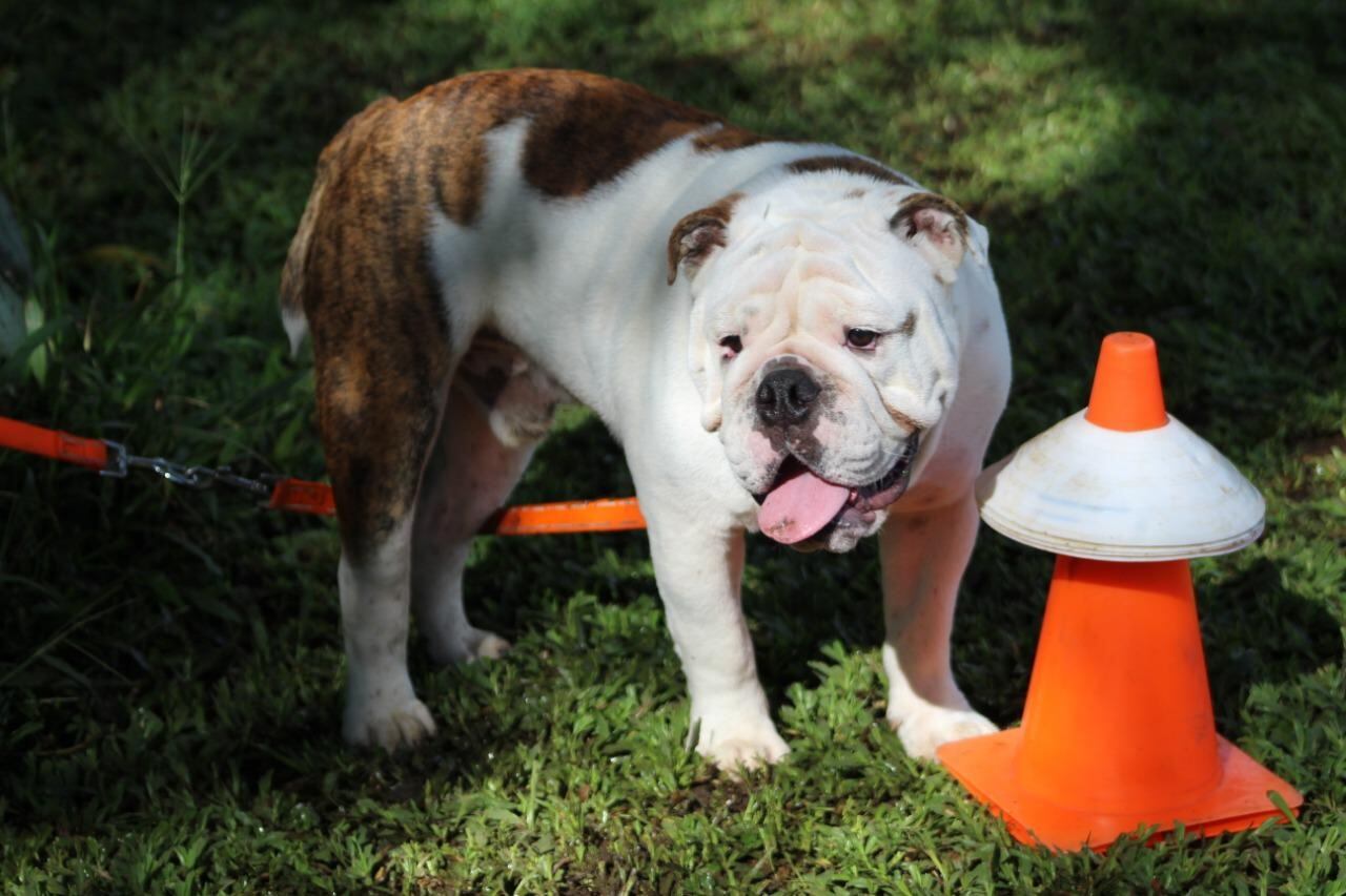 Chase, perrito del portero Víctor Bolívar, que murió por una pedrada. Cortesía