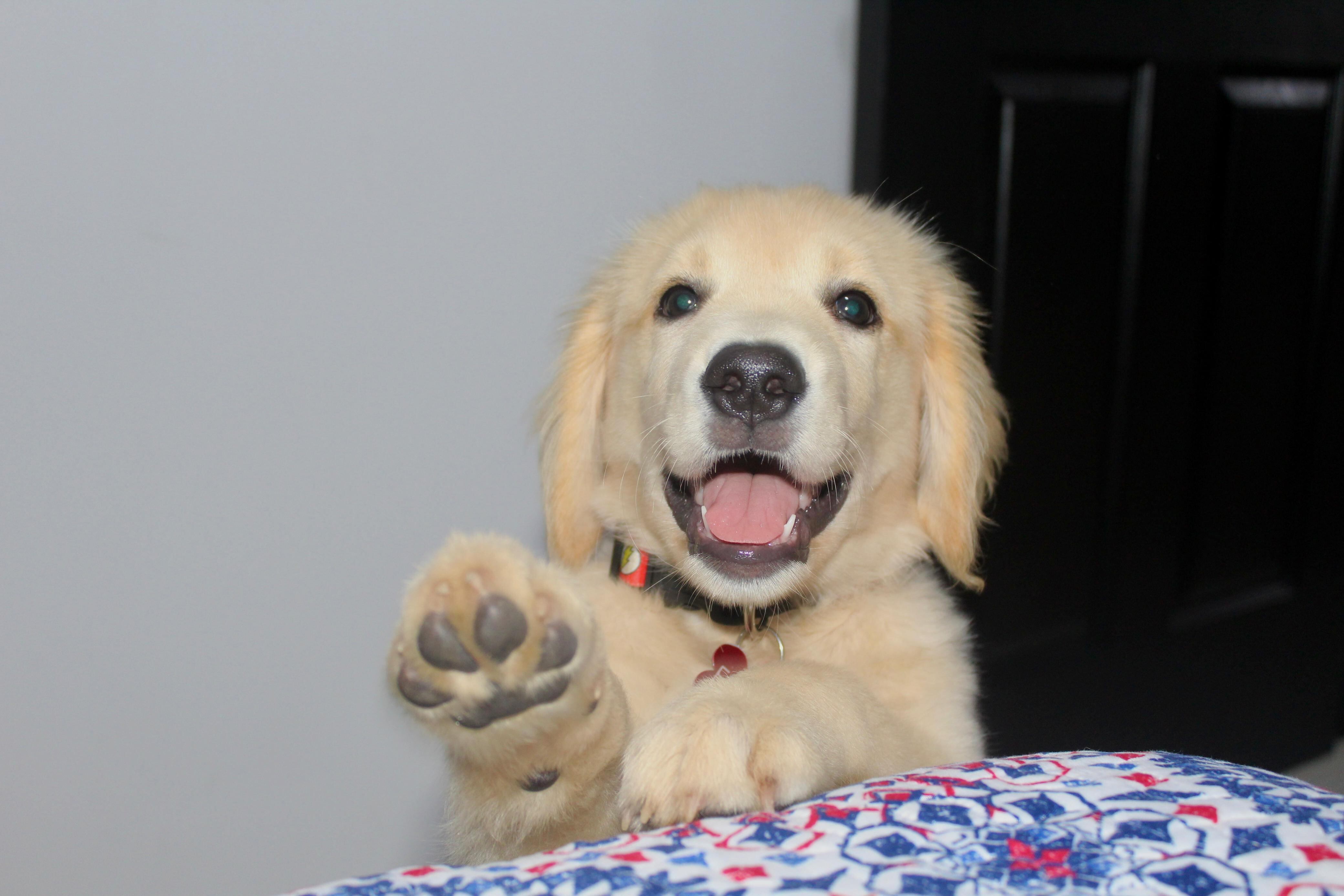 Geancarlo Castro nos presentó a Flash, su mascota, en las celebraciones del Día Mundial del Perro. Cortesía.