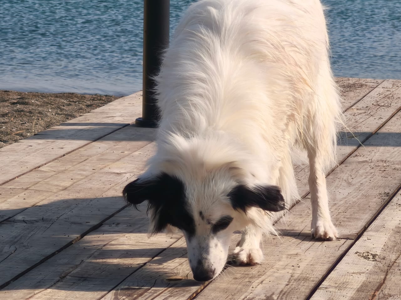 Don René Sandoval, su esposa (Laura Sánchez) y sus dos hijas componen una familia tica que vive en Armenia y viajará a Roma para votar el 1 de febrero, dejando en casa a la perrita Sol