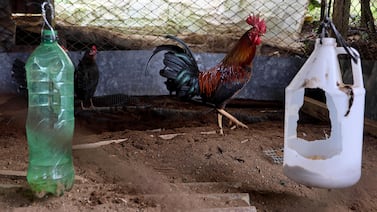 Tragedia en Perú: gallo de pelea ataca a su dueño y le provoca la muerte