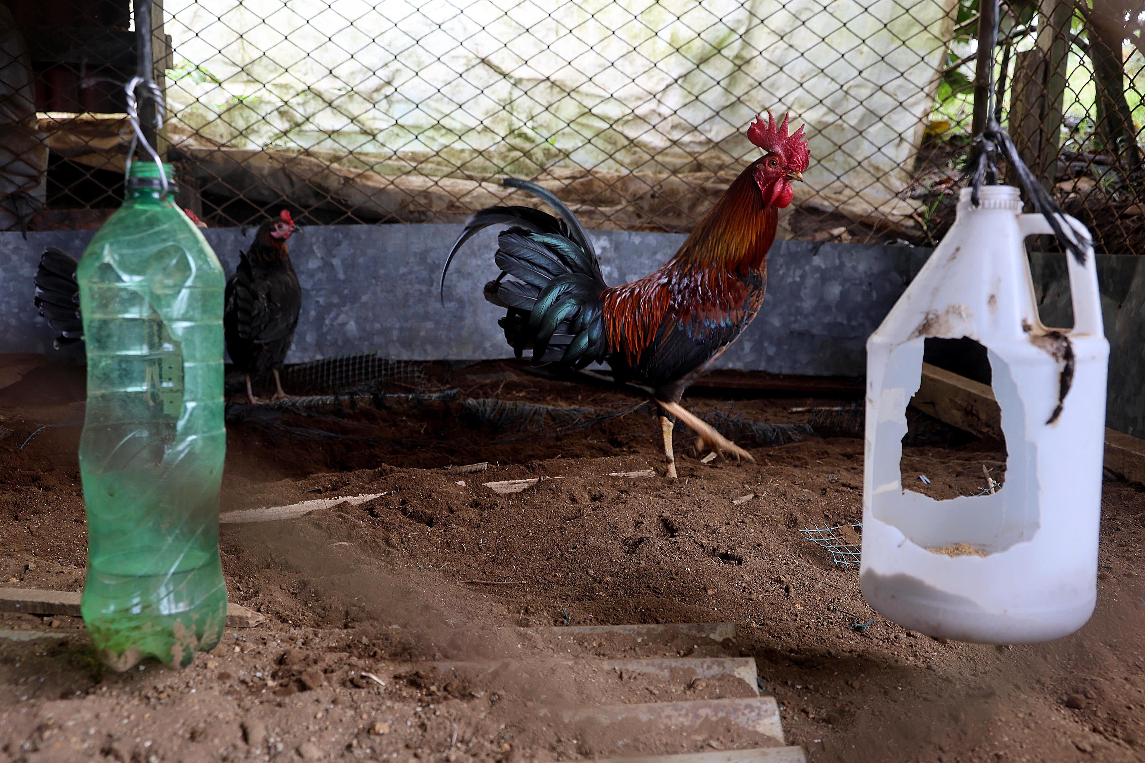 10/04/2024 Poasito de Alajuela. Laberinto Olivo, camino hacia el Volcán Poás, unos 10 kilómetros antes del parque nacional. Para vivir una experiencia diferente, para desafiarse a resolver dentro de senderos con trampa como llegar a puntos específicos como una granja, un mirador, un estanque para practicar una pesca muy peculiar y, por supuesto, encontrar la salida. Foto: Rafael Pacheco Granados