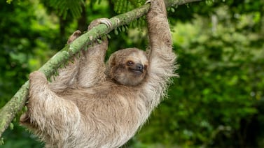Alianza entre fundación y empresa privada promueve la protección de los perezosos