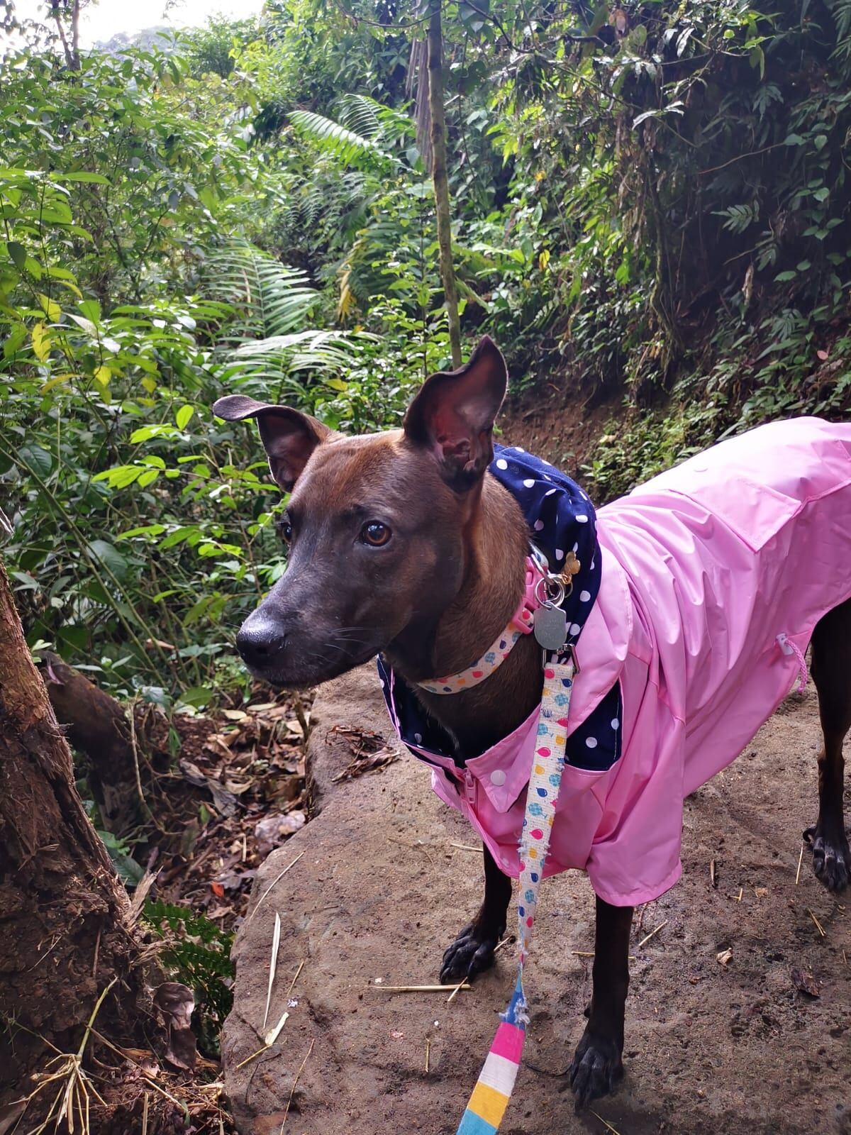 Maple es una perrita que sabe lo que significa luchar por la vida. Rescatada en 2021 en Miramar de Puntarenas, donde la mantenían amarrada las 24 horas solo para fines de cría, ahora ama las caminatas en el bosque que le da su mamá humana, Pamela Villarreal