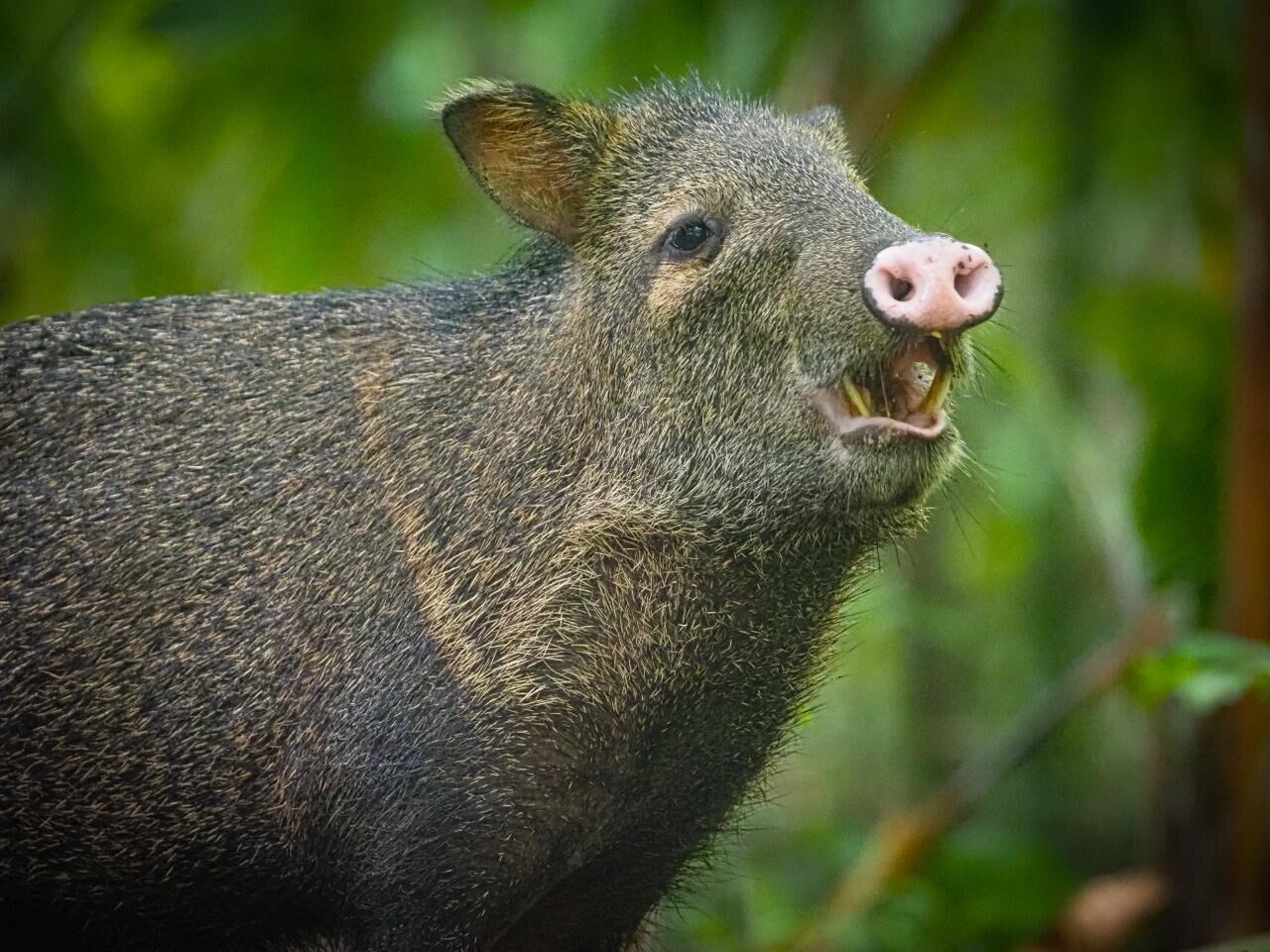 National Geographic se derrite en elogios para estos tesoros de Costa Rica.