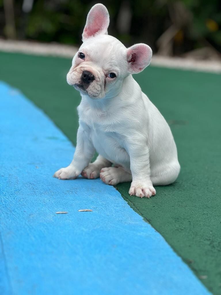 El joven Husky Campos Vega es un perrito raza bulldog francés que tiene un año de edad y en sancarleño de la pura cepa.