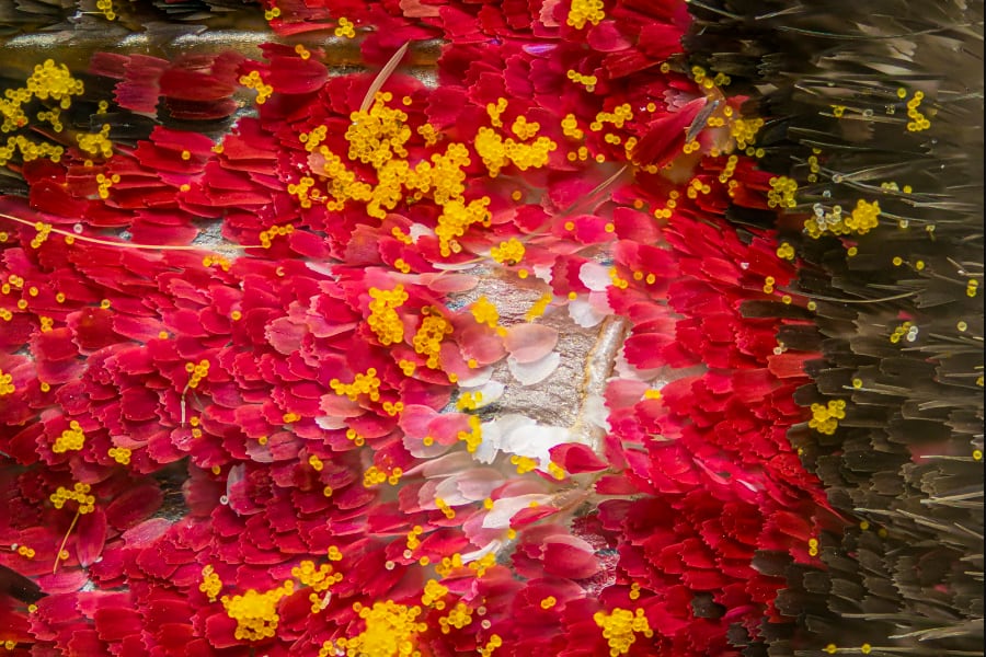 Pareja tica ganó concursos internacionales