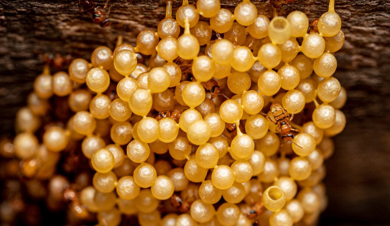 En La Fortuna de San Carlos está el “Bee World-Meliponario Álvaro Wille Trejos” que es un santuario en el cual se exhiben, protegen e investigan, las especies de abejas sin aguijón propias de nuestra zona tropical.