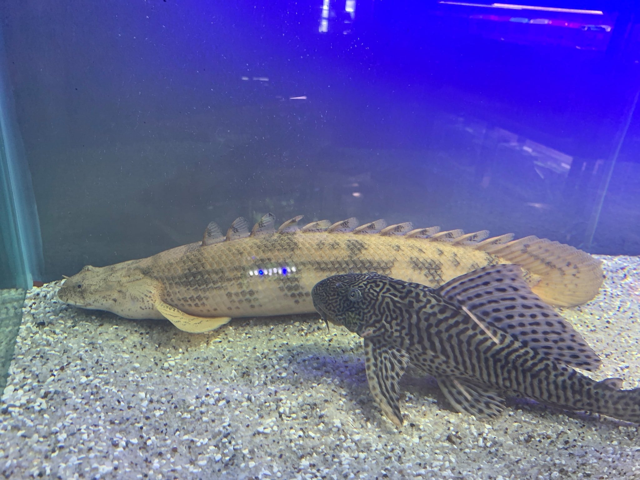 El pez Dragón Amarillo es uno de los más caros del país, vale 400 mil colones