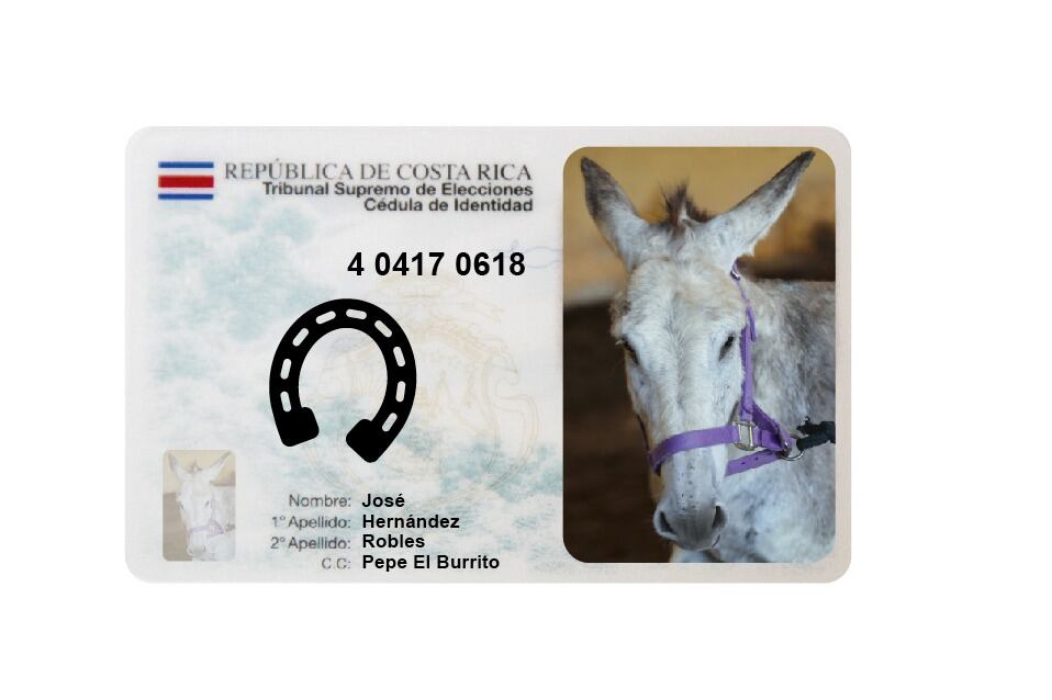 El burrito Pepe, nacido en Belén de Alajuela en el 2017, va a estrenar su cédula de una muy santa forma, cargando al Señor del Triunfo, el próximo domingo 2 de abril, en la procesión entre la parroquia La Soledad y la catedral Metropolitana.