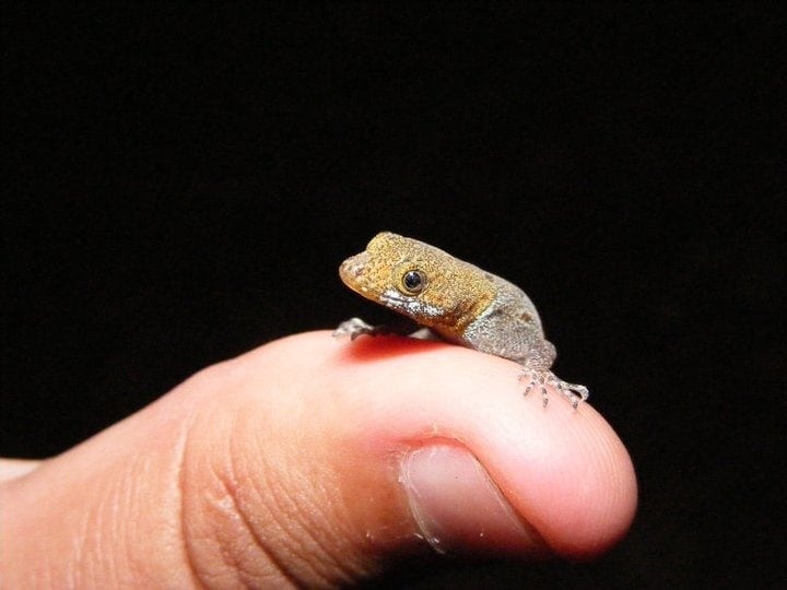 El biólogo de la Universidad de Costa Rica (UCR) y School for Field Studies, Víctor Acosta Chaves, especializado en herpetología, nos aclara mitos y verdades de los gecos