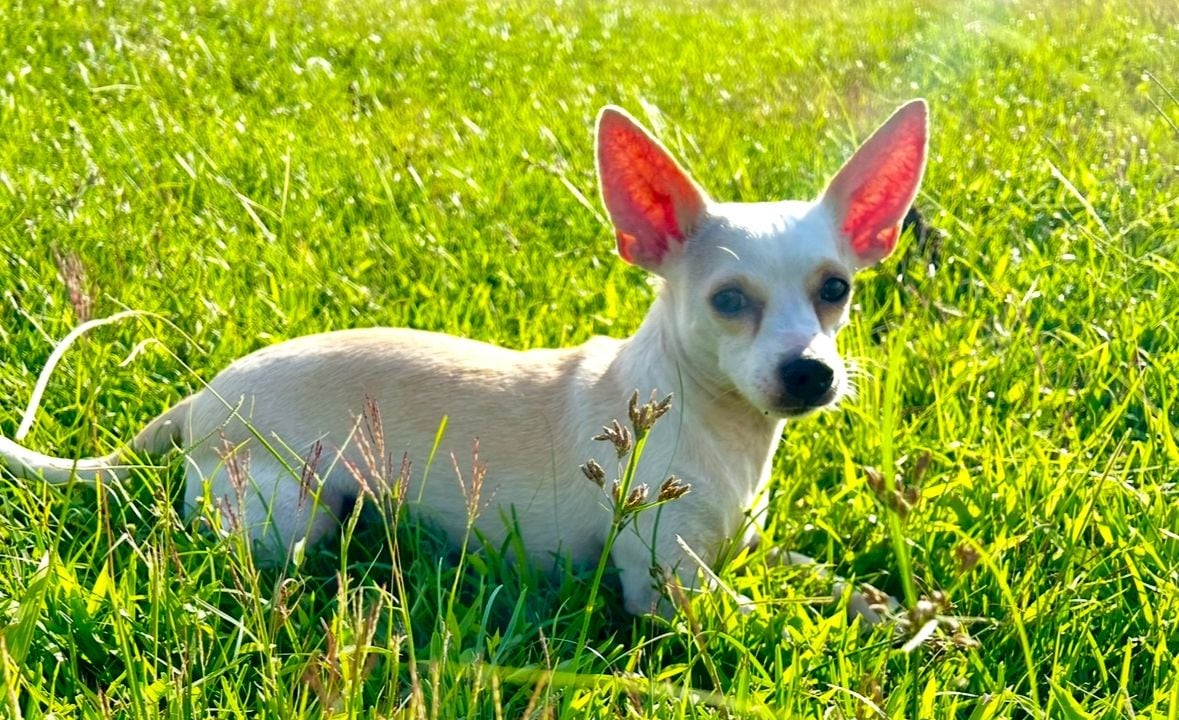 Dobby perrito que está perdido