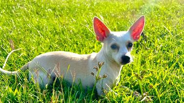 Pareja vive terrible angustia por su perrito Dobby, ayúdela