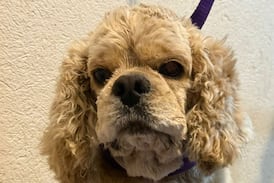 Coco, el perro al que tuvieron 5 años amarrado, perdió sus oídos para sobrevivir y hoy vuelve a correr feliz en Cartago