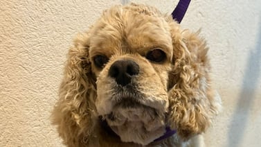 Coco, el perro al que tuvieron 5 años amarrado, perdió sus oídos para sobrevivir y hoy vuelve a correr feliz en Cartago