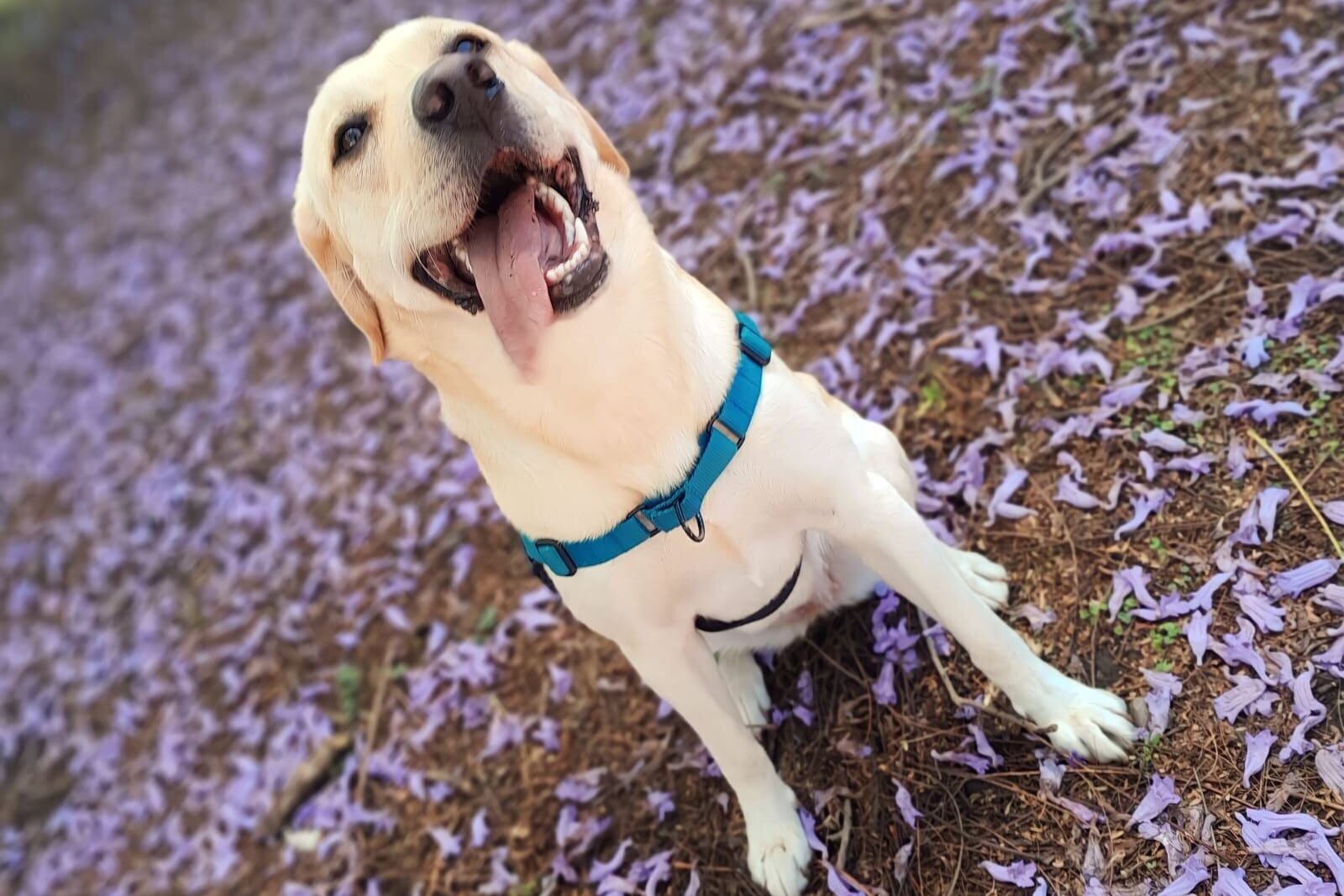 Perrita le salvó la vida a su dueño y él se lo agradece organizando la Viva Feria de Mascotas.