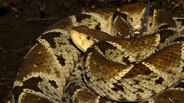 Fallece hombre tras recibir mordedura de serpiente en Sarapiquí
