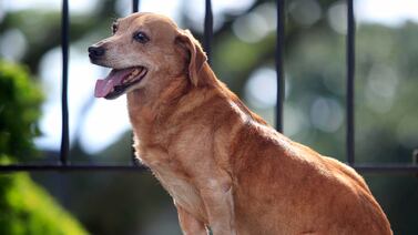 Caramelo, un perrito viejito y novelero, es el Perro Más Teja: Conozca su bella historia