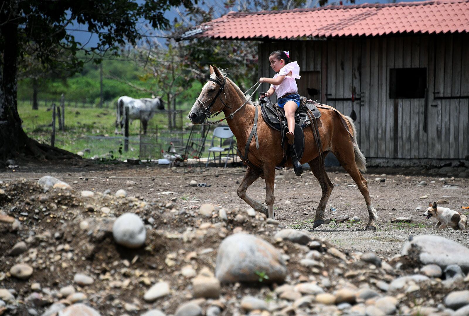 El doctor de la UCR, doctor Edward Castro Santa, le realizó al mismo tiempo, el 23 de mayo del 2018, un trasplante split simultáneo y sincronizado de hígado, de un donador fallecido a la niña Rocío Castillo Villalobos y a doña Rosaura Jiménez Calderón