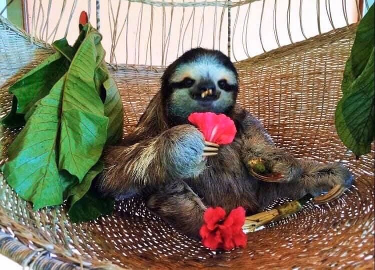 Jeffery Allen Rochte es de la tercera generación de una familia que cuida los perezosos de dos y tres dedos en Cahuita, LImón, donde tienen el Santuario de Perezosos.