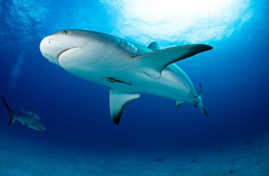 Lior Bernan se dedica a la fotografía de fauna silvestre.