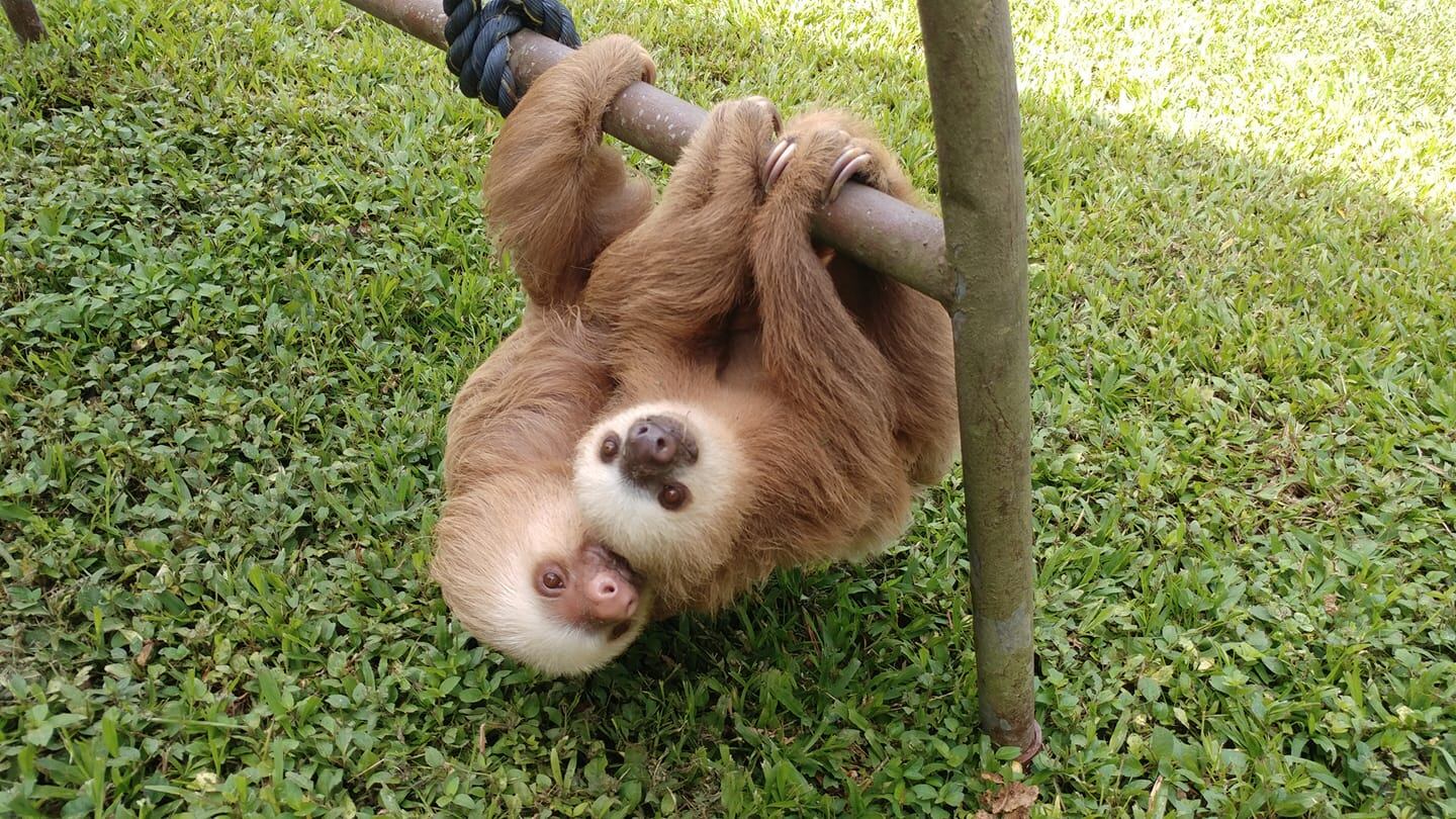 Jeffery Allen Rochte es de la tercera generación de una familia que cuida los perezosos de dos y tres dedos en Cahuita, LImón, donde tienen el Santuario de Perezosos.