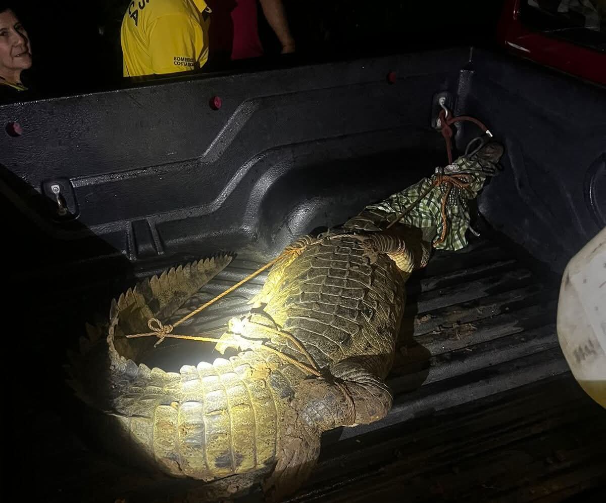 Un cocodrilo de gran tamaño se paseó por varias casas en Nicoya