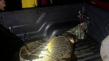 (Video) Gran cocodrilo invade patios de casas en Nicoya: “¿Cómo no se me metió?"