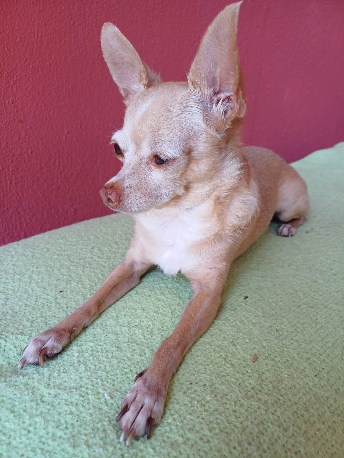 En La Guácima de Alajuela, una historia de amor del bueno, del que mueve montañas, se vive todos los días entre Lauren Bonilla, de 49 años, y su inseparable perrita Ginger, una chihuahua que llegó a su vida justo cuando más la necesitaba.