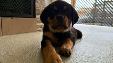 Rottweiler volvió a encender la luz de amor perruno en una casa de Santo Domingo de Heredia