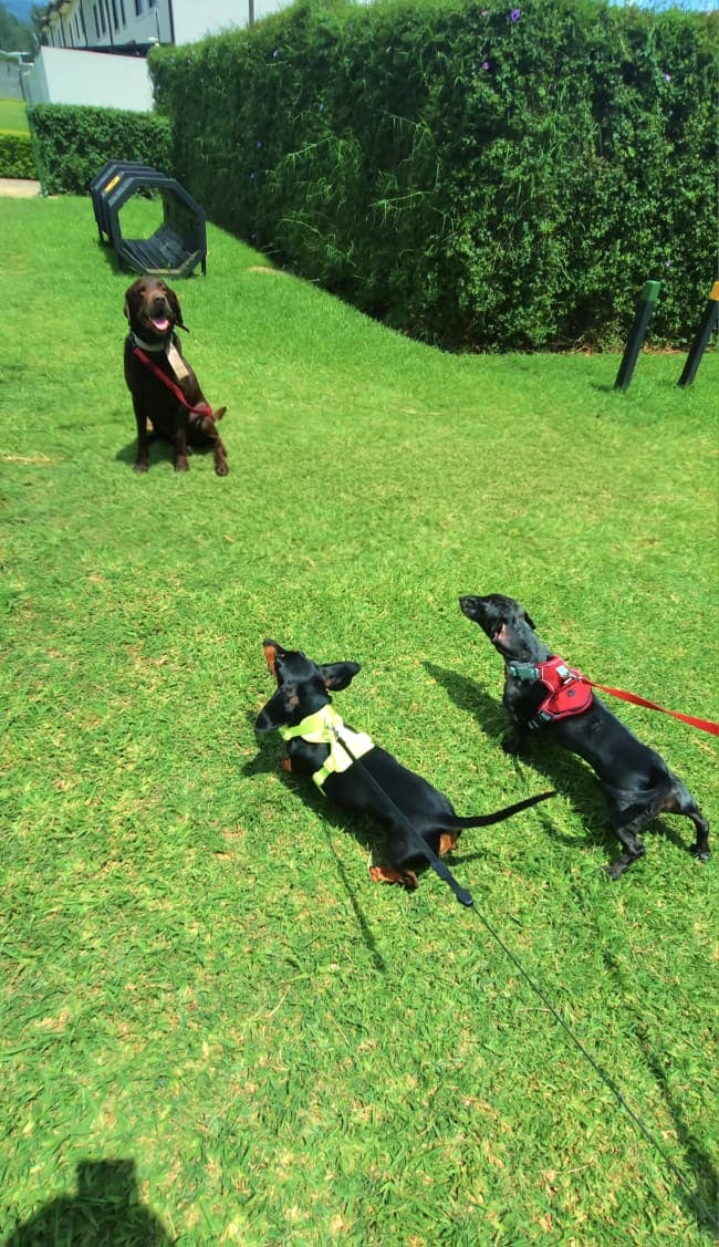 Este labrador chocolate de 8 años ayuda a otros perros a aprender a convivir con más calma. Junto a Hannibal Chevez, se ha convertido en un aliado para enfrentar los problemas de conducta canina haciendo salchiexorcismos