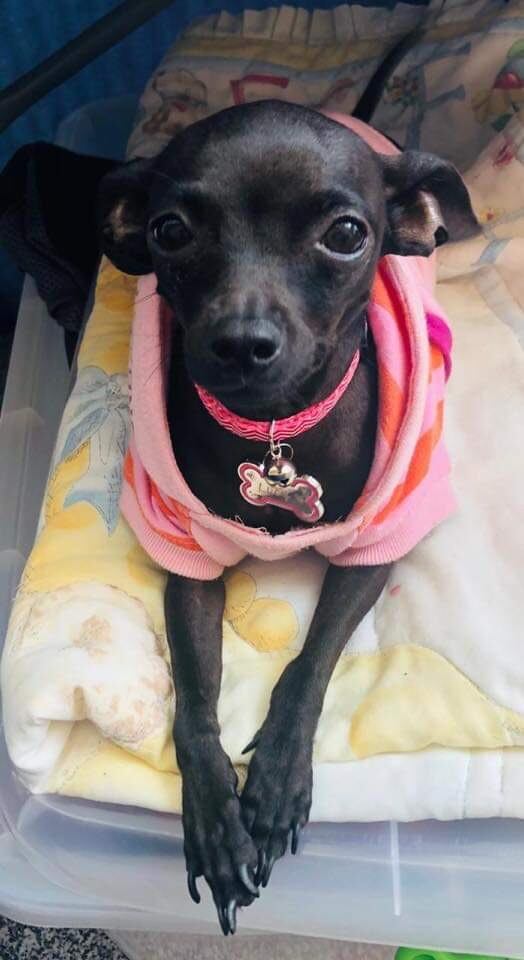 Lucy, perrita que se perdió el 30 de agosto en San Rafael de Heredia. Foto Evelyn Hernández.