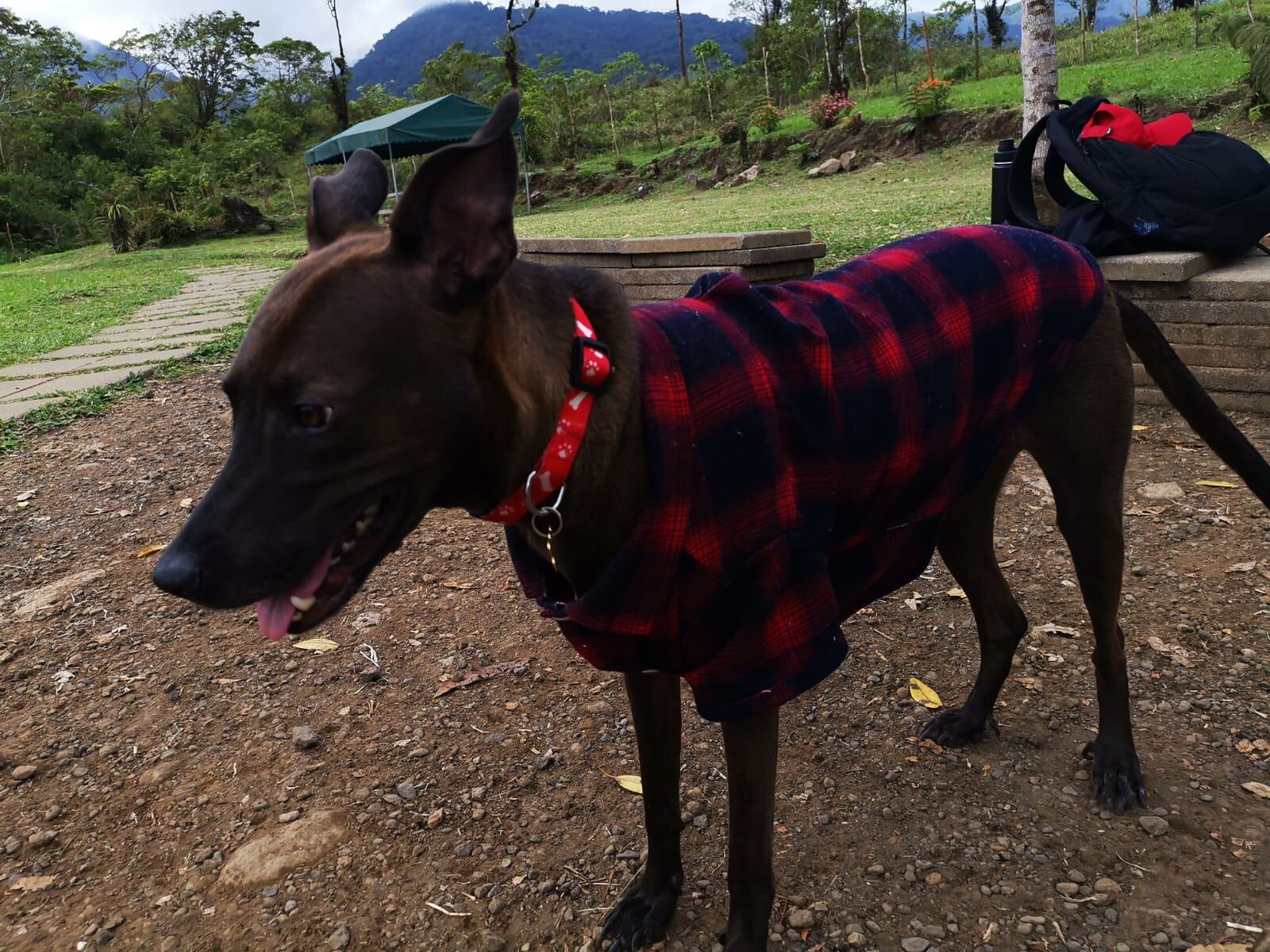 Maple es una perrita que sabe lo que significa luchar por la vida. Rescatada en 2021 en Miramar de Puntarenas, donde la mantenían amarrada las 24 horas solo para fines de cría, ahora ama las caminatas en el bosque que le da su mamá humana, Pamela Villarreal