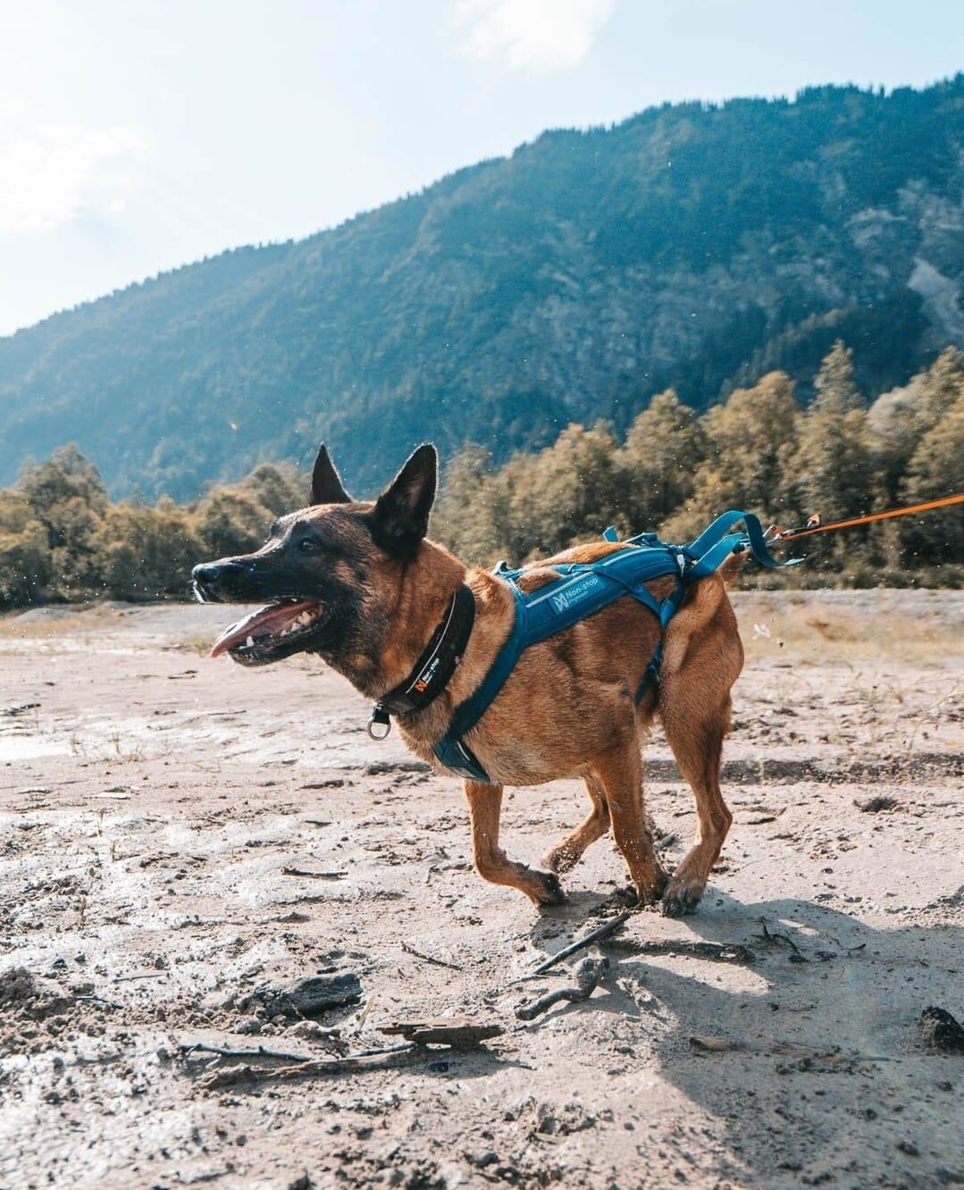 Campeón de canicross en Costa Rica promoverá el deporte en Viva Feria de Mascotas.