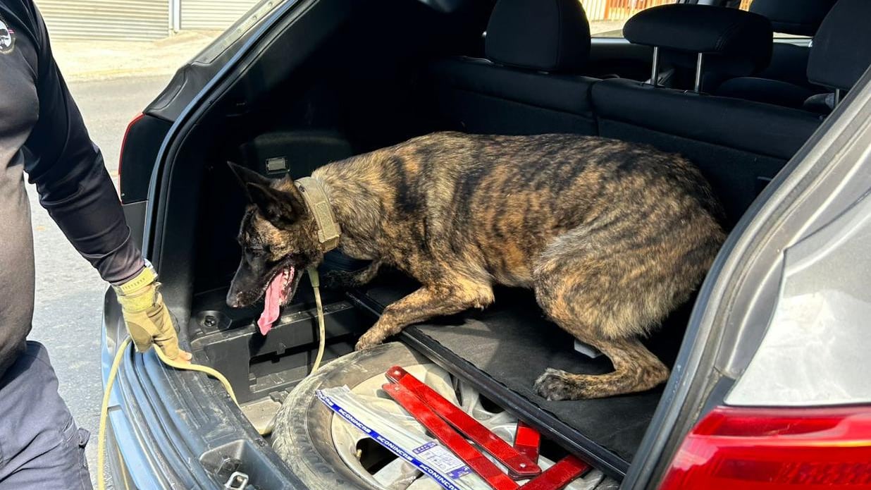 Un jugador de fútbol fue detenido tras verse vinculado a un hecho grave relacionado con presunta droga en San Carlos, Sasha de la Unidad Canina encontró los compartimientos y la aparente droga. Foto: Policía Municipal de San Carlos