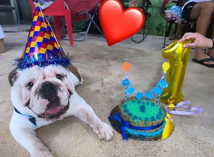 Chase, perrito del portero Víctor Bolívar, que murió por una pedrada. Cortesía