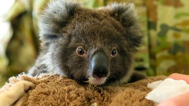 OPINIÓN: Australia, enemiga en la lucha contra el cambio clímatico, sufre por su miopía