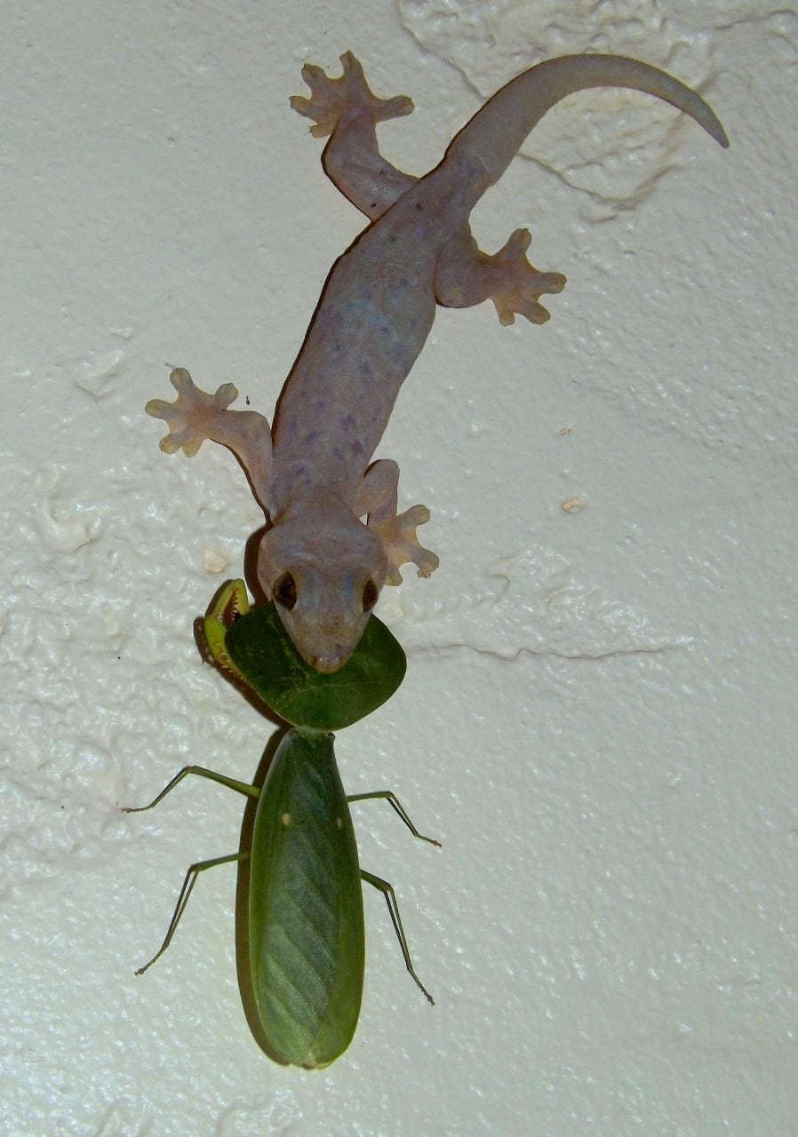 El biólogo de la Universidad de Costa Rica (UCR) y School for Field Studies, Víctor Acosta Chaves, especializado en herpetología, nos aclara mitos y verdades de los gecos