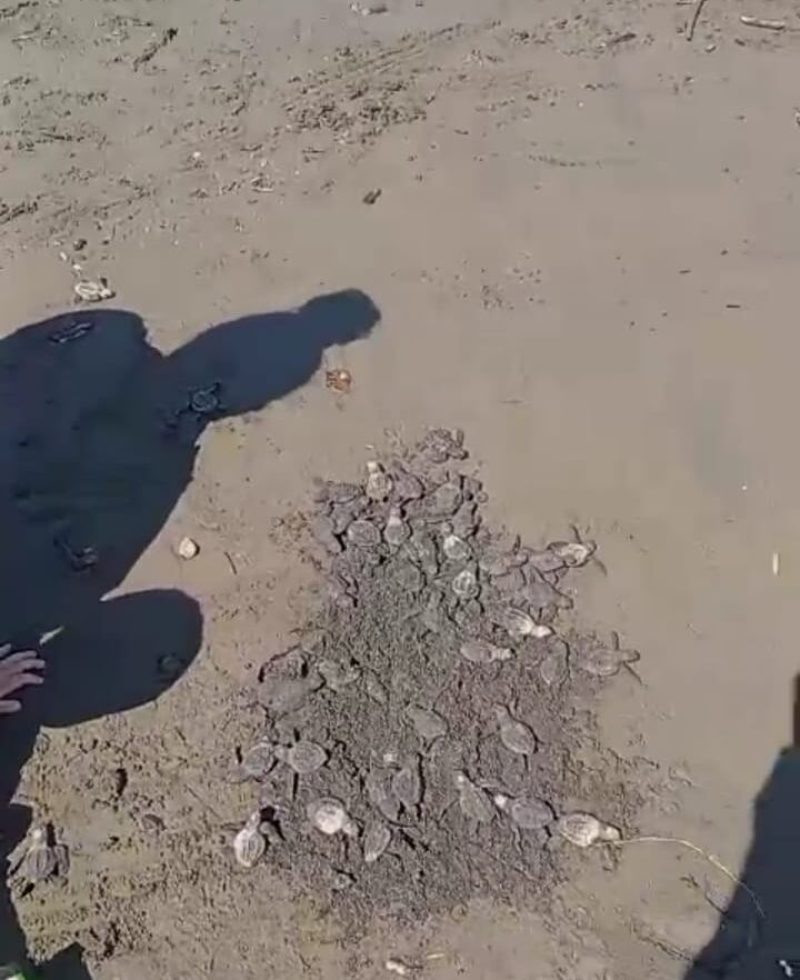 Marco Adanis Rojas se dedica a cuidar y rescatar nidos de huevos de tortugas para luego liberarlas.