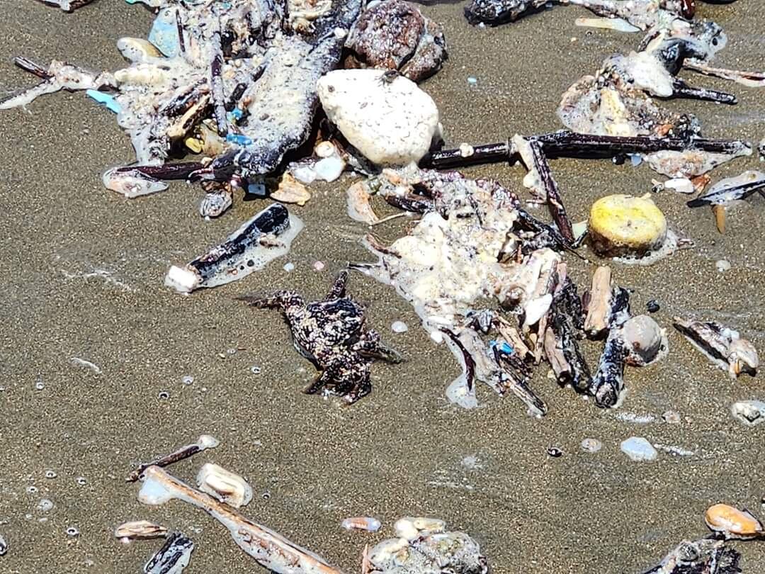 Impresionante cantidad de basura que sacó la playa en el Parque Nacional Marino Ballena en Uvita