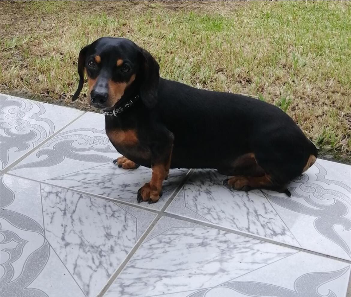 Foster, perrito perdido en Acosta