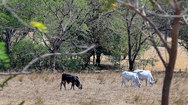 El Niño podría alcanzar intensidad “muy fuerte” y CNE aumenta alertas en Costa Rica